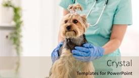  Presentation with veterinary - PPT theme with cute-yorkshire-terrier-dog-during background and a coral colored foreground