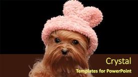  Presentation with pink black - Presentation design featuring cute-yorkshire-terrier-dog-wearing background and a tawny brown colored foreground