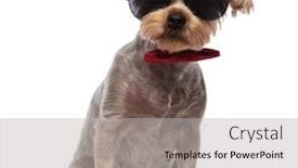  Presentation with white red employees - Presentation theme consisting of cute yorkshire terrier wearing sunglasses and red bowtie sitting isolated on white background in studio full body background and a light gray colored foreground