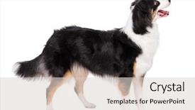  Presentation with aussie - Audience pleasing theme consisting of cute young australian shepherd dog backdrop and a lemonade colored foreground