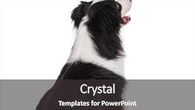  Presentation with australian - Amazing slide set having cute young australian shepherd dog backdrop and a dark gray colored foreground
