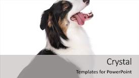  Presentation with aussie - PPT theme consisting of cute young australian shepherd dog background and a  colored foreground