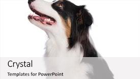  Presentation with aussie - Amazing slide set having cute young australian shepherd dog backdrop and a white colored foreground