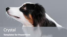  Presentation with aussie - Beautiful PPT theme featuring cute young australian shepherd dog backdrop and a gray colored foreground