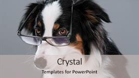  Presentation with aussie - PPT theme having cute young australian shepherd dog background and a soft green colored foreground
