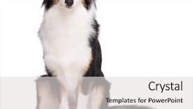  Presentation with aussie - Beautiful presentation featuring cute young australian shepherd backdrop and a light gray colored foreground