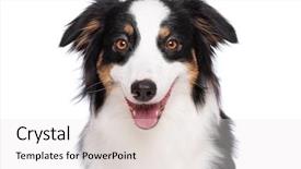  Presentation with aussie - Presentation design consisting of cute young australian shepherd background and a white colored foreground