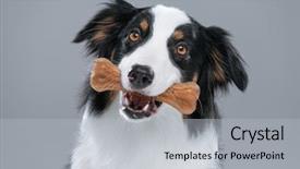  Presentation with aussie - Presentation design consisting of cute young australian shepherd background and a light gray colored foreground