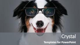  Presentation with aussie - Presentation design featuring cute young australian shepherd background and a gray colored foreground