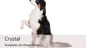  Presentation with aussie - Cool new slide set with cute young australian shepherd backdrop and a light gray colored foreground
