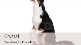  Presentation with aussie - Presentation design enhanced with cute young australian shepherd background and a light gray colored foreground