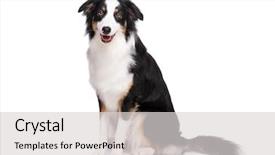  Presentation with aussie - Amazing presentation theme having cute young australian shepherd backdrop and a light gray colored foreground