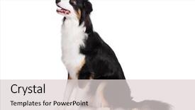  Presentation with aussie - Presentation consisting of cute young australian shepherd background and a light gray colored foreground