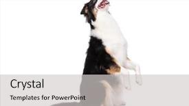  Presentation with aussie - Audience pleasing presentation design consisting of cute young australian shepherd backdrop and a light gray colored foreground