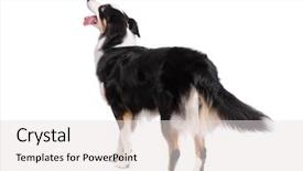  Presentation with aussie - Presentation theme featuring cute young australian shepherd background and a light gray colored foreground