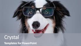 Presentation with aussie - PPT theme enhanced with cute young australian shepherd background and a gray colored foreground