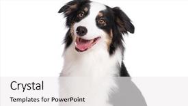  Presentation with australian - Amazing slide set having cute young australian shepherd backdrop and a white colored foreground