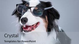  Presentation with aussie - Presentation design consisting of cute young australian shepherd background and a light blue colored foreground