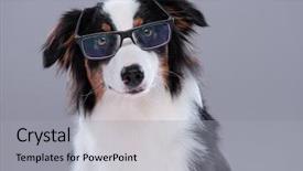  Presentation with aussie - Amazing presentation theme having cute young australian shepherd backdrop and a light gray colored foreground