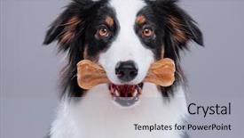  Presentation with aussie - Slide set featuring cute young australian shepherd background and a light gray colored foreground