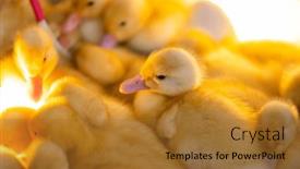  Presentation with cute duck - PPT theme having cute-young-baby-duck background and a red colored foreground