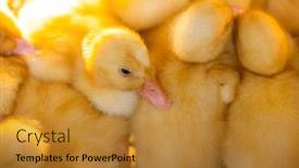  Presentation with cute duck - Presentation having cute-young-baby-duck background and a gold colored foreground