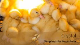  Presentation with cute duck - Slide deck consisting of cute-young-baby-duck background and a gold colored foreground