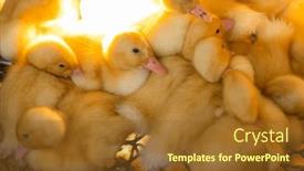  Presentation with cute duck - PPT layouts featuring cute-young-baby-duck background and a tawny brown colored foreground