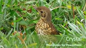  Presentation with cute baby - Beautiful PPT theme featuring cute young baby song thrush backdrop and a  colored foreground