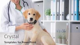  Presentation with cute - Slide set enhanced with cute-young-dog-in-veterinarian background and a soft green colored foreground