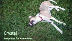  Presentation with leash - Slide set enhanced with cute young dog rolling background and a tawny brown colored foreground