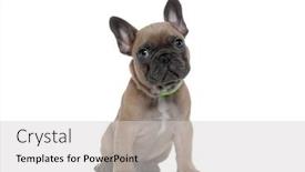 Presentation with cute - Presentation design consisting of cute-young-french-bulldog-wearing background and a light gray colored foreground