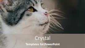  Presentation with kitten - Cool new theme with cute-young-kitten-outdoor-cat backdrop and a gray colored foreground
