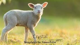  Presentation with pasture - Slide deck having cute young lamb on pasture early morning in spring symbol of spring and newborn life background and a yellow colored foreground