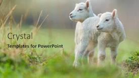  Presentation with pasture - PPT theme enhanced with cute young lambs on pasture early morning in spring symbol of spring and newborn life background and a mint green colored foreground