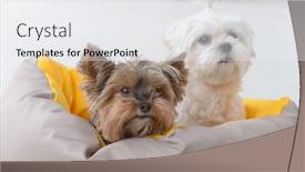  Presentation with cute - Colorful presentation enhanced with cute-young-maltese backdrop and a white colored foreground