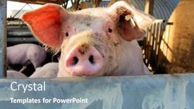  Presentation with pig - PPT theme with cute young pig overlooking the fence of the stable background and a gray colored foreground