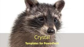  Presentation with cute - Audience pleasing slide deck consisting of cute-young-raccoon-portrait-close backdrop and a tawny brown colored foreground