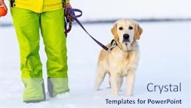  Presentation with leash - Audience pleasing theme consisting of cute-young-retriever-dog backdrop and a sky blue colored foreground