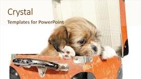  Presentation with suitcase - PPT layouts featuring cutemoving background - pekingese puppy dog in suitcase background and a lemonade colored foreground