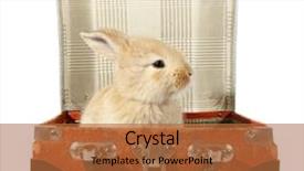  Presentation with baby ultrasound and stetoscope - Amazing slides having cutemoving background - rabbit baby bunny in old backdrop and a red colored foreground