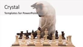  Presentation with chess pieces - PPT theme featuring cutemoving background - siamese kitten moving chess pieces background and a light gray colored foreground