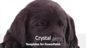  Presentation with cute black board - Colorful slide set enhanced with cutest black labrador retriever puppy backdrop and a dark gray colored foreground
