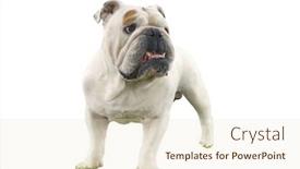  Presentation with british - Slides consisting of cutout-of-british-bulldog background and a lemonade colored foreground