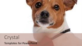  Presentation with russell - Slide set having cutout-picture-of-cute-jack background and a coral colored foreground