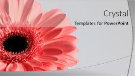  Presentation with gerbera daisy pink flower - Presentation enhanced with cutout-picture-of-pink-gerbera background and a light gray colored foreground