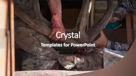  Presentation with traditional medicine medicine - Slide set consisting of traditional medicine of the world background and a tawny brown colored foreground