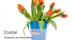  Presentation with blue orange white - Slide set featuring cutting flowers - blue bucket with orange tulips background and a  colored foreground