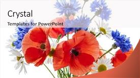  Presentation with poppies - Cool new slide deck with cutting flowers - bouquet of wildflowers - poppies backdrop and a sky blue colored foreground