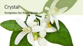  Presentation with citrus - PPT theme consisting of cutting flowers - citrus blooming branch close up background and a soft green colored foreground